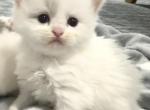 Christmas Kittens Upcoming litter - Persian Kitten For Sale - 