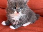 Loki - Ragdoll Kitten For Sale - Syracuse, NY, US