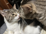 Donovan and Landon - Domestic Cat For Adoption - Somerdale, NJ, US