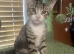 Loki - Domestic Kitten For Adoption - 