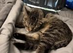 Juniper - Domestic Kitten For Adoption - Donegal Heights, PA, US