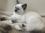 SOLD purrfect Ragdolls and Ragamese - Ragdoll Kitten For Sale - York, PA, US