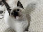 SOLD purrfect Ragdolls and Ragamese kitten - Ragdoll Kitten For Sale - York, PA, US