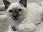 SOLD purrfect Ragdolls and Ragamese kitten - Ragdoll Kitten For Sale - York, PA, US