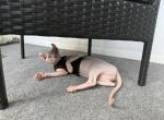 Female sphynx kitten - Sphynx Kitten For Sale - Somerset, MA, US