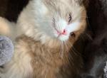 Seal Mink bicolor female - Ragdoll Kitten For Sale - San Diego, CA, US