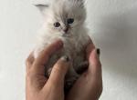 Ellie - Siberian Kitten For Sale - North Port, FL, US