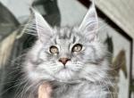 Foxxy - Maine Coon Kitten For Sale - Boerne, TX, US