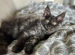 Jynx - Maine Coon Kitten For Sale - Boerne, TX, US