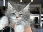 Blizzard x  Siberia litter - Maine Coon Kitten For Sale - Boerne, TX, US