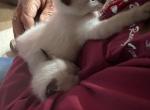 Queenie Boy Dark Seal Point Manx Bobtail - Siamese Kitten For Sale - Bryan, TX, US