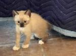 Snowshoe manx - Siamese Kitten For Sale - Bryan, TX, US