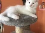 Snow - Maine Coon Kitten For Sale - 