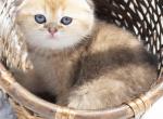 Oliver - Scottish Fold Kitten For Sale - 