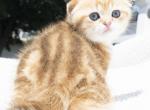 Leo - Scottish Fold Kitten For Sale - Jamison, PA, US