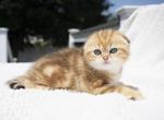 Max - Scottish Fold Kitten For Sale - Jamison, PA, US