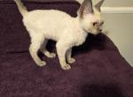 sarah jane - Devon Rex Kitten For Adoption - Lynchburg, VA, US