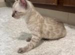 Khaleesi - Bengal Kitten For Sale - Roseville, CA, US