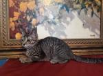 Tasha - Domestic Kitten For Adoption - Covington, KY, US