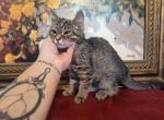 Ruby - Domestic Kitten For Adoption - Covington, KY, US