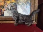 Moscato - Domestic Kitten For Adoption - 