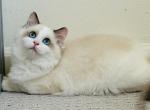 Cornflower Ragdolls TICA - Ragdoll Kitten For Sale - 