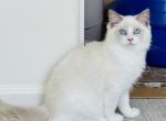 Delphinium Ragdolls TICA - Ragdoll Kitten For Sale - Murrieta, CA, US