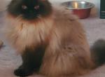 Tucker - Himalayan Cat For Sale - OH, US