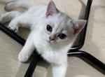 Laster - British Shorthair Kitten For Sale - Toronto, Ontario, CA