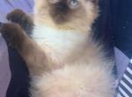 Clover - Ragdoll Kitten For Sale - Williamsport, OH, US