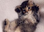 so friendly - Scottish Straight Kitten For Sale - 