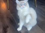 Lynxragdoll - Ragdoll Kitten For Sale - Frisco, TX, US