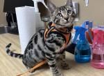 Mozzy aka Max - Bengal Kitten For Sale - Oklahoma City, OK, US