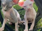 Rose - Sphynx Kitten For Sale - Homestead, FL, US