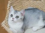 P O P P Y - Scottish Straight Kitten For Adoption - 