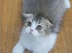 P E Y T O N - Scottish Fold Kitten For Sale - 