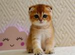 Otto Scottish - Scottish Fold Kitten For Sale - Brooklyn, NY, US