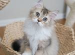 P A R K E R - Scottish Straight Kitten For Adoption - 