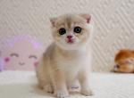 Ozzie Scottish - Scottish Fold Kitten For Sale - Brooklyn, NY, US