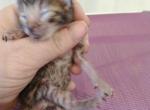 Thunder - Bengal Kitten For Sale - Escanaba, MI, US