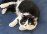 Jagger  Exotic Shorthair - Exotic Kitten For Sale - Granbury, TX, US