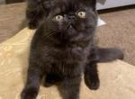 exotic shorthair male - Exotic Kitten For Sale - Monroe, GA, US