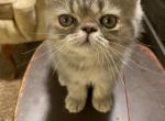 Gray exotic shorthair male - Exotic Kitten For Sale - Monroe, GA, US