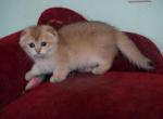 Finn - Scottish Fold Kitten For Sale - Pensacola, FL, US