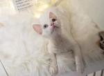 White male odd eyes adoption - Devon Rex Cat For Sale - Fontana, CA, US