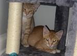 Ezra and Wolfe - American Shorthair Kitten For Adoption - Memphis, TN, US