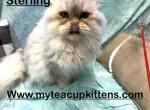 Sterling - Persian Kitten For Sale - Calico Rock, AR, US