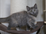 MEDUNITCA IZ TVERSKOGO KNYAZHESTVA - Siberian Kitten For Sale - NY, US