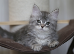 POTAP IZ TVERSKOGO KNYAZHESTVA - Siberian Kitten For Sale - NY, US