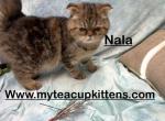 Nala - Persian Kitten For Sale - Calico Rock, AR, US